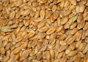 Продам семена пшеницы и ячменя