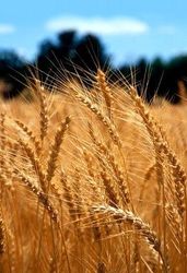Семянная пшеница 