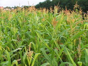 Продаем на постоянной основе кукурузу фуражную.
