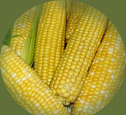 семена гибридов кукурузы 