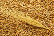 Экспорт,  пшеница,  ячмень,  кукуруза,  мука,  FOB,  CIF 