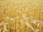 пшеница фуражная