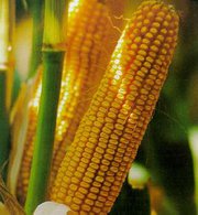 Семена кукурузы гибридные