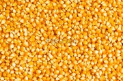 Кукурузу зерно на постоянной основе