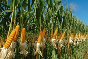 Гибриды семян кукурузы Пионер