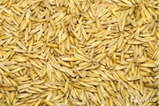 Продам зерно: пшеница,  ячмень;  зерноразмол