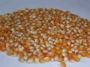 Экструдированная кукуруза, ячмень, пшеница от производителя опт. Балашов