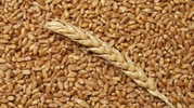 Пшеница,  закупаем СРТ Темрюк