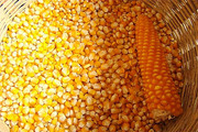 Семена кукурузы Краснодарский 194 МВ,  Краснодарский 385 МВ и др.