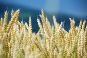 Семена пшеницы озимой  : Находка ,  Зерноградка 11,  Донская Юбилейная,  