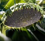 Семена подсолнечника крупноплодный сорт Лакомка