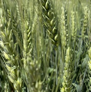 Семена  пшеницы озимой купить Аксинья Амбар Аскет Вольница Вольный Дон
